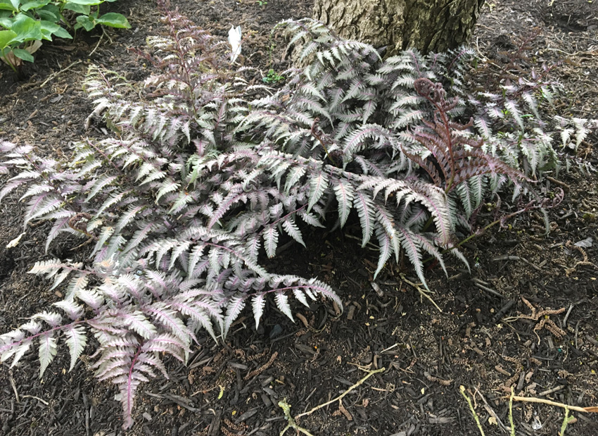 Japanese Painted Fern - Athyrium niponicum Pictum