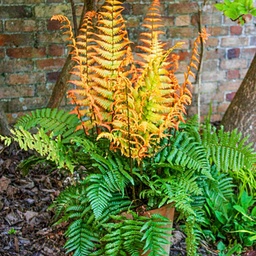 Jurassic Gold Wood Fern - Dryopteris wallichania ‘Jurassic Gold’