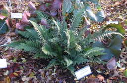 Korean Rock Fern - Polystichum tsus-simense