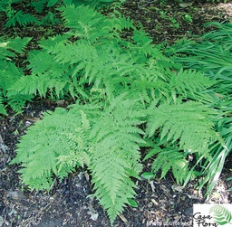 Lady Fern - Athyrium filix-femina