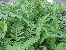 Licorice Fern - Polypodium glycyrrhiza