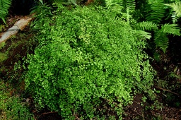 Mairis’ Maidenhair Fern - Adiantum x mairisii