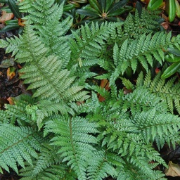 Makinos Holly Fern - Polystichum makinoi