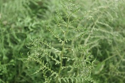 Many Fingered Male Fern - Dryopteris filix-mas ‘Linearis  Polydactyla’