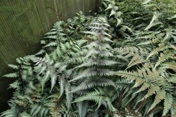 Metallic Japanese Painted Fern - Athyrium niponicum metallicum