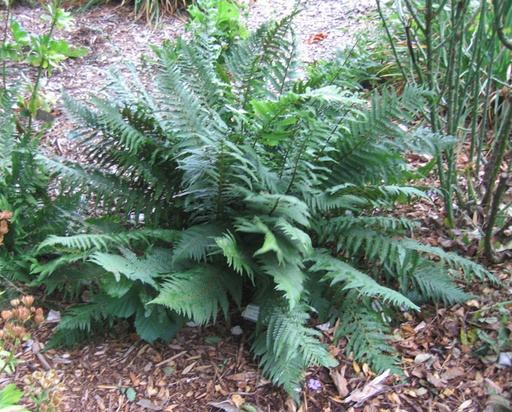 Mexican Male Wood Fern - Dryopteris psuedofilix-mas