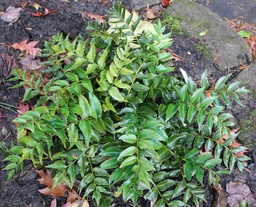 Mini Holly Fern - Cyrtomium falcatum var. maritimum