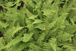 Mother Shield Fern - Polystichum setiferum ‘Proliferum’