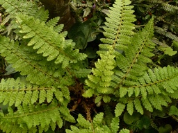 Narrow Tassel Fern - Polystichum retroso-paleaceum