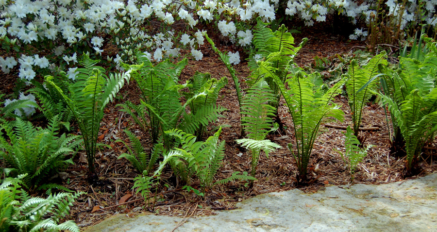 Ostrich ‘The King’ Fern - Matteuccia struthiopteris ‘The King