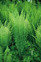 Ostrich Fern - Matteuccia struthiopteris