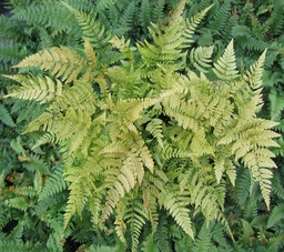 Proliferous Autumn Fern - Dryopteris erythrosora ‘Prolifica’