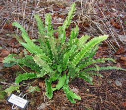 Quilted Hart’s Tongue Fern - Asplenium (Phyllitis) scolopendrium ‘Angustifolia’