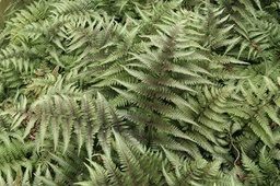 Red Beauty Painted Fern- Athyrium nipponicum pictum metallica ‘Red Beauty’