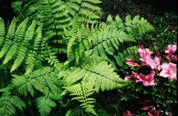 Remote Wood Fern or Scaly Broad Buckler - Dryopteris remota