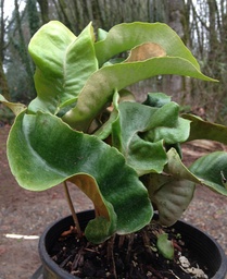 Robust Contorted Felt tongue fern - Pyrrosia lingua ‘Eboshi’