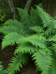 Robust Male Fern - Dryopteris complexa- (Filix Mas x Dryopteris Affinis)