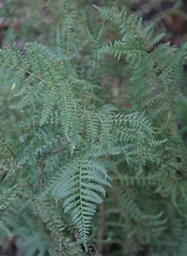 Shaggy Wood Fern - Dryopteris cycadina