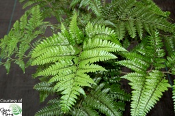 Shiny Bristle Fern - Arachniodes davalliaeformis