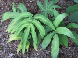 Siebold’s Wood Fern - Dryopteris sieboldii