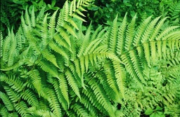 Southern Wood Fern - Dryopteris ludoviciana