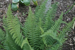 Stableri Golden Scale Male Fern - Dryopteris affinis ‘Stableri’