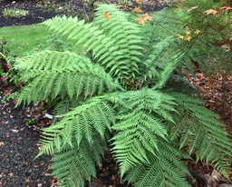 Tasmanian Tree Fern - Dicksonia antartica