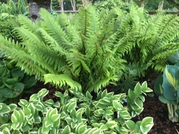 Thick Stemmed Wood Fern - Dryopteris crassirhizoma aka Dryopteris buschiana