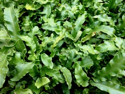 Unulating Hart’s Tongue Fern - Asplenium (Phyllitis) scolopendrium ‘Undulata’