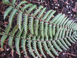 Wallich’s Wood Fern - Dryopteris wallichiana