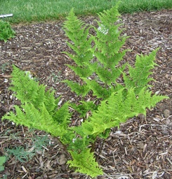 Whiteside’s Broad Buckler Fern - Dryopteris dilatata ‘Crispa Whiteside’