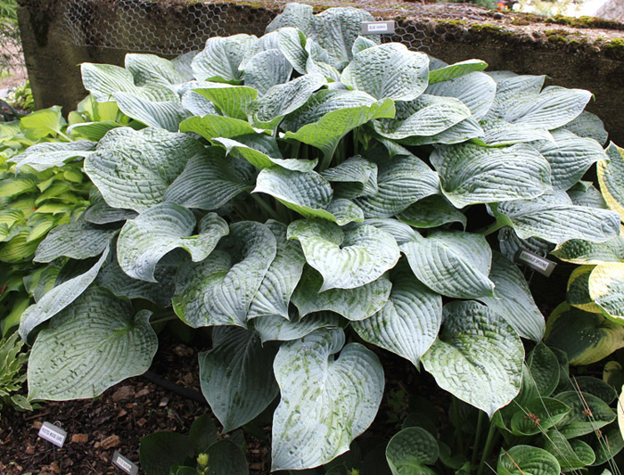 Hosta 'Blue Hawaii'