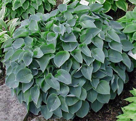 HADSPEN HAWK | Sebright Gardens
