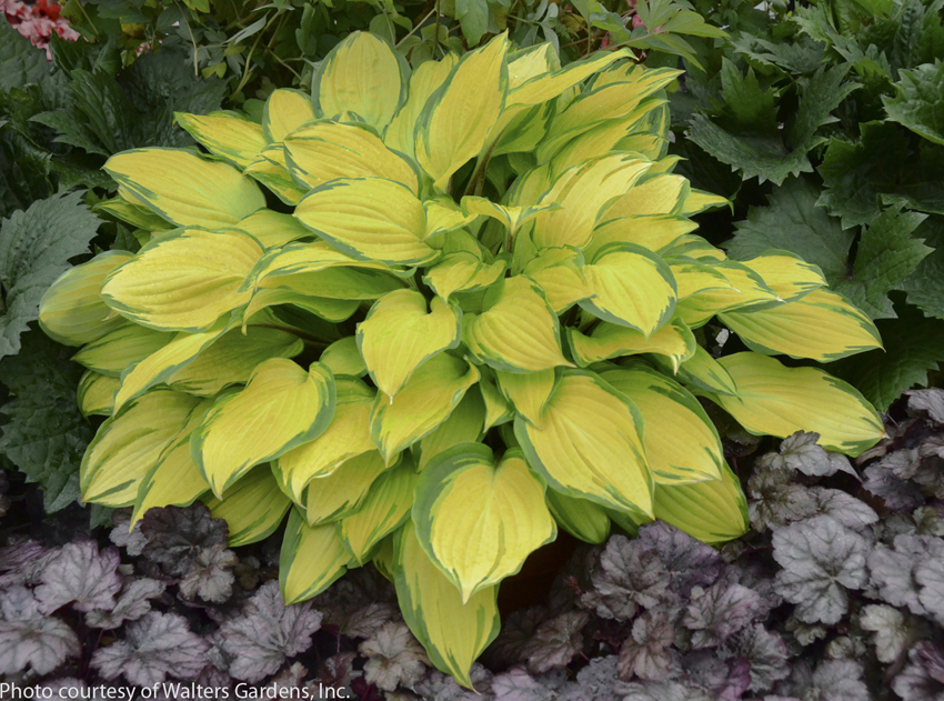 ISLAND BREEZE Sebright Gardens