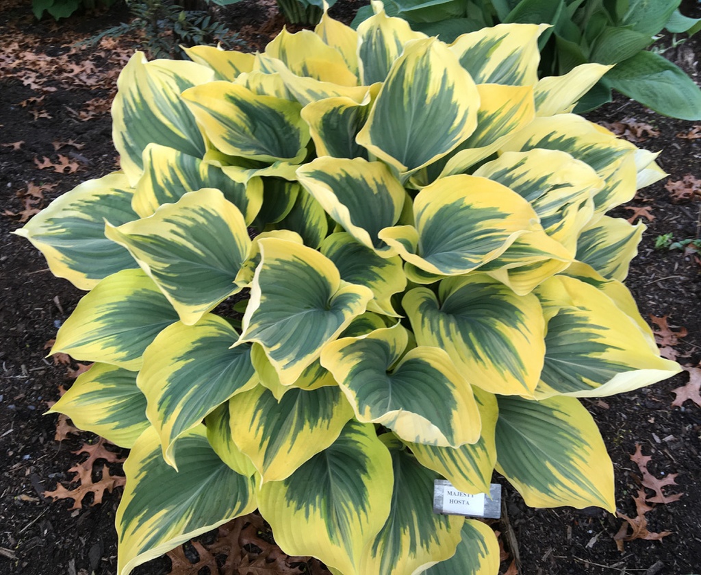 MAJESTY Sebright Gardens