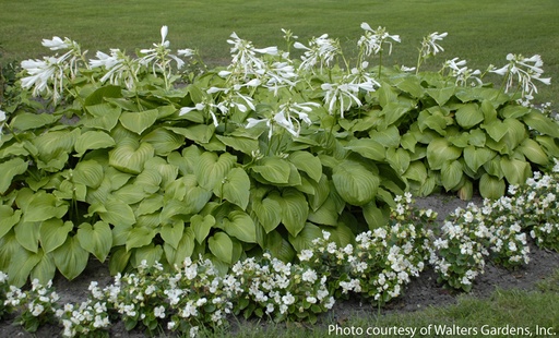 PLANTAGINEA