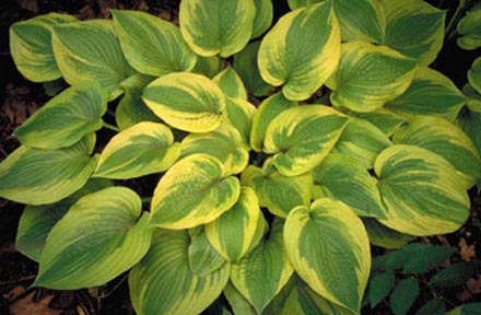 ROYAL FLUSH hosta