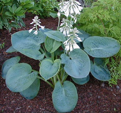 SEA LOTUS LEAF 