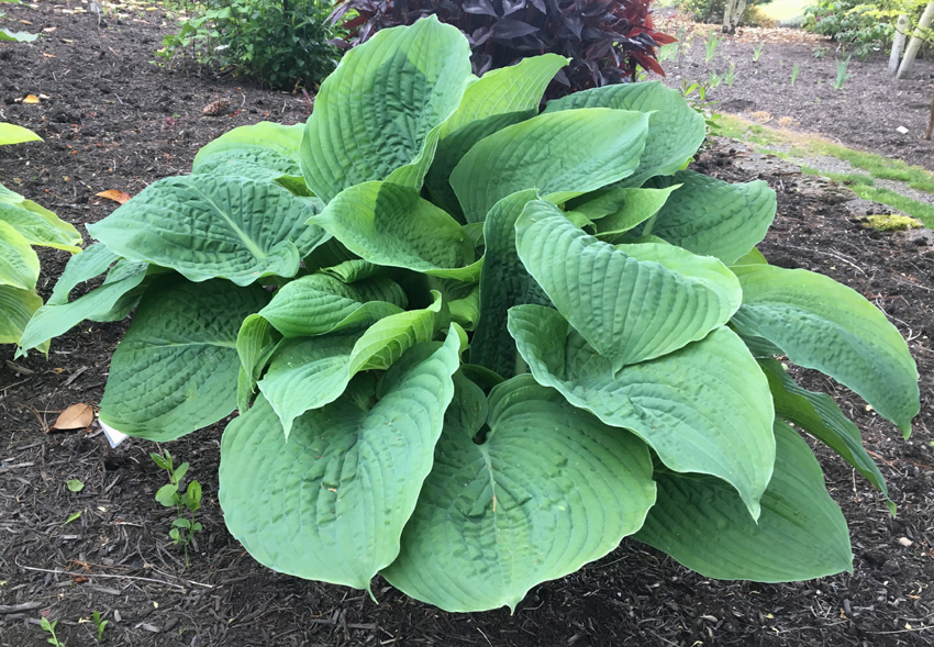 SIEBOLDIANA ROBUSTA Sebright Gardens