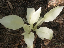 WHITE FEATHER 