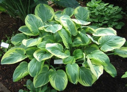 WINTERGREEN 
