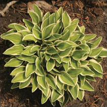 WOODLAND ELF ~ Hosta