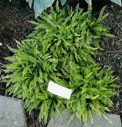 YAKUSHIMA MIZU 