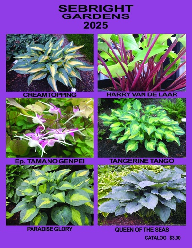 2026 Catalog ~ Foreign customer