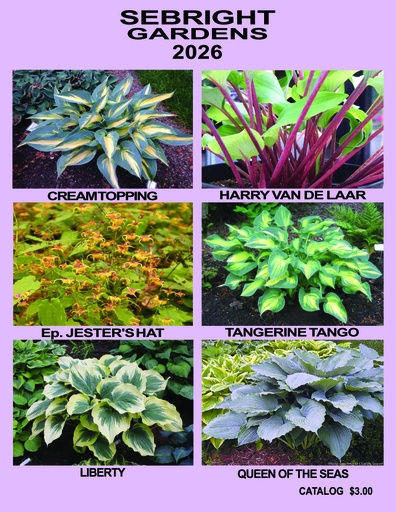 2026 Catalog ~ Foreign customer