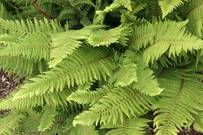 Herrenhausen Soft Shield Fern- Polystichum setiferum 'Herrenhausen'