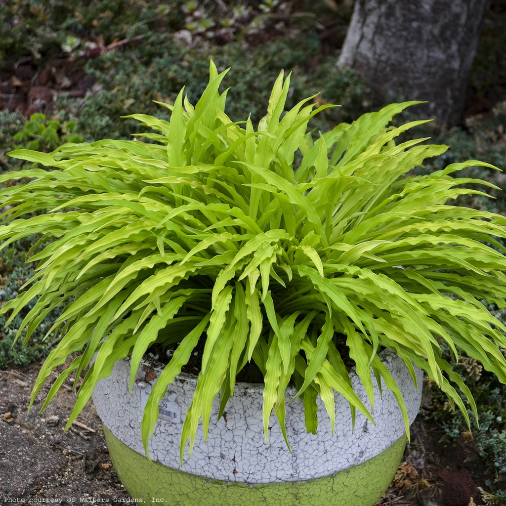 PARTY STREAMERS Sebright Gardens