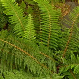 DIVIDED SOFT SHIELD FERN - AKA- ALASKA FERN ~ Polystichum setiferum 'Divisilobum'