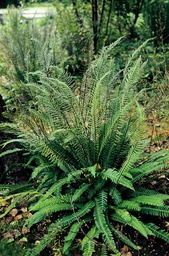 Deer Fern ~ Struthiopteris spicant, syn. Blechnum spicant