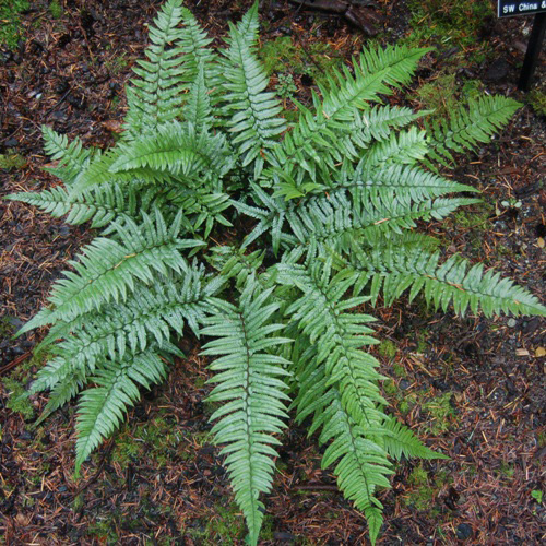 Silver Saber Fern~ Polystichum xiphophyllum